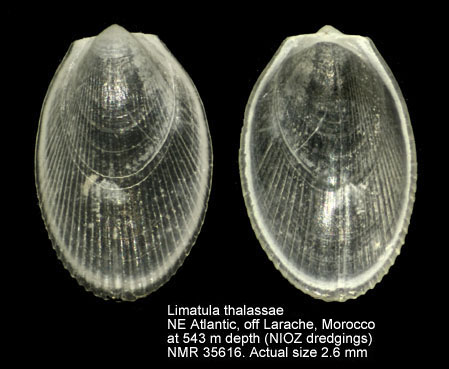 Limatula thalassae.jpg - Limatula thalassaeJ.A.Allen,2004